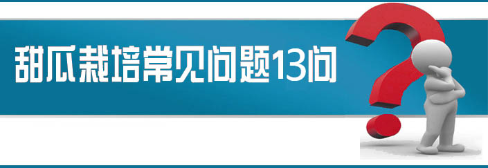 蔬菜種子栽培技術(shù)-<strong><font color='#006428'>甜瓜栽培常見問題13問？</font></strong>