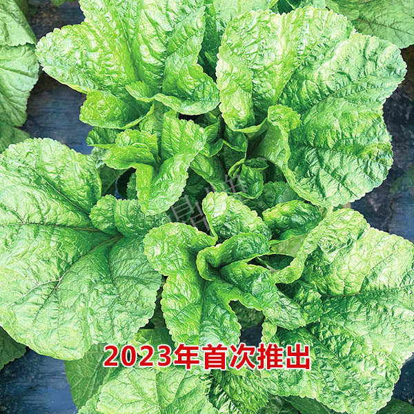 鼎牌東漢菜種子糯嫩東漢菜