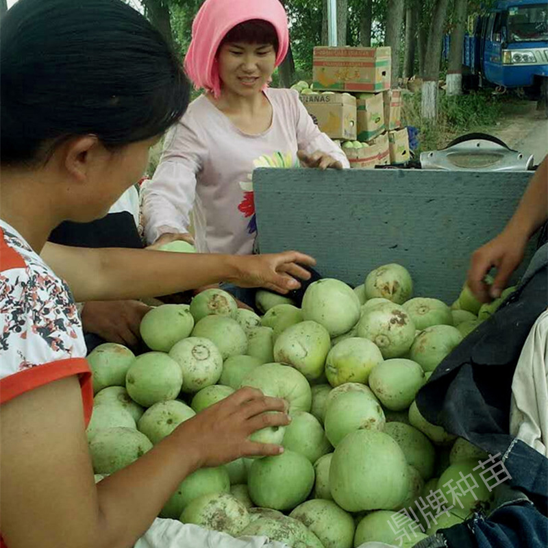 甜瓜種植戶喜獲豐收（濟寧）