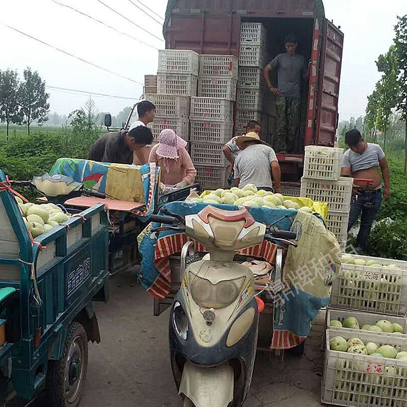 鼎牌甜瓜裝箱上車（濟寧）