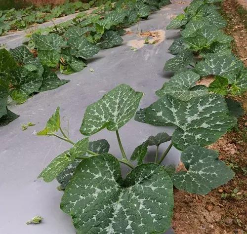 菜農(nóng)種植無需噴農(nóng)藥的蔬菜，不僅栽培簡單、而且效益高