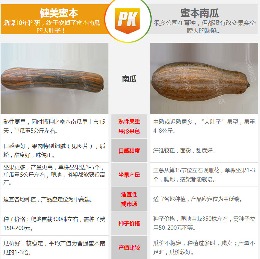 生吃都好吃南瓜新品種，沒有大肚子，肉質(zhì)更密致，農(nóng)戶試種下