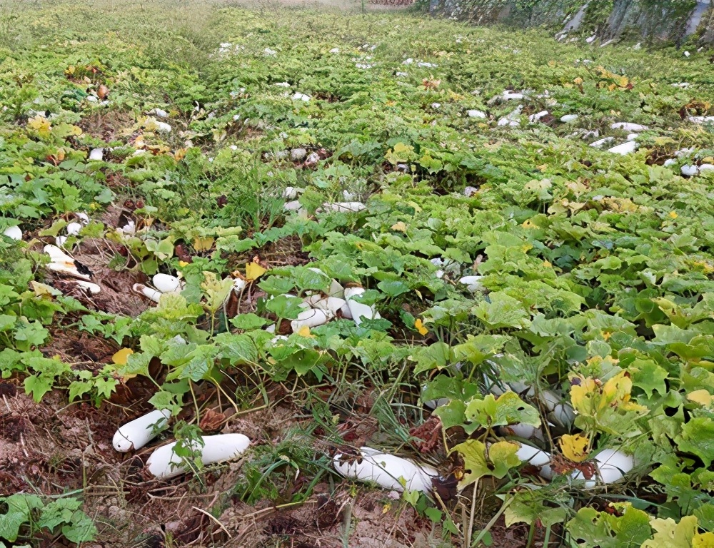 這個品種太優(yōu)秀了！耐儲耐運，適合大面積種植，菜農(nóng)瓜販都喜歡