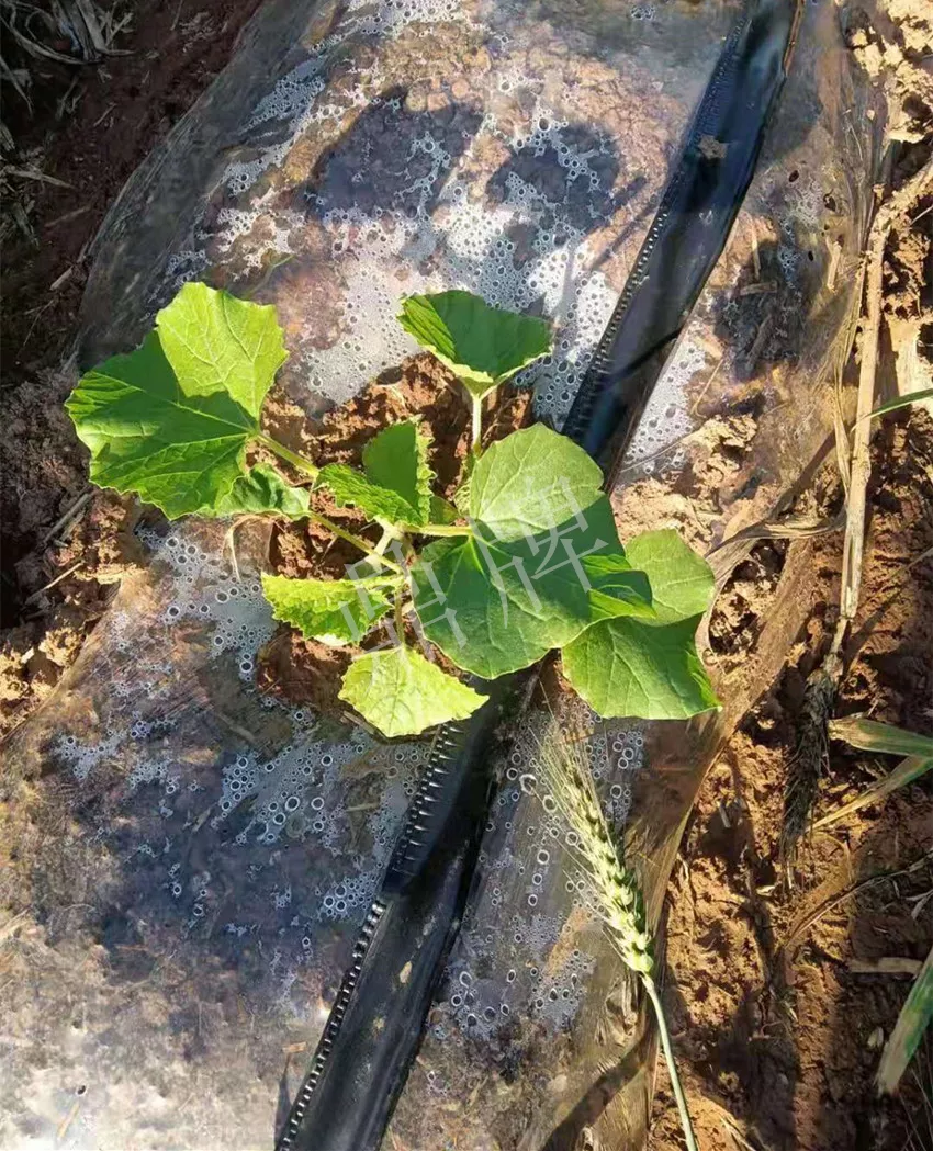 河南焦作的李向林今年種植甜瓜新品種，客戶直接拉貨走人