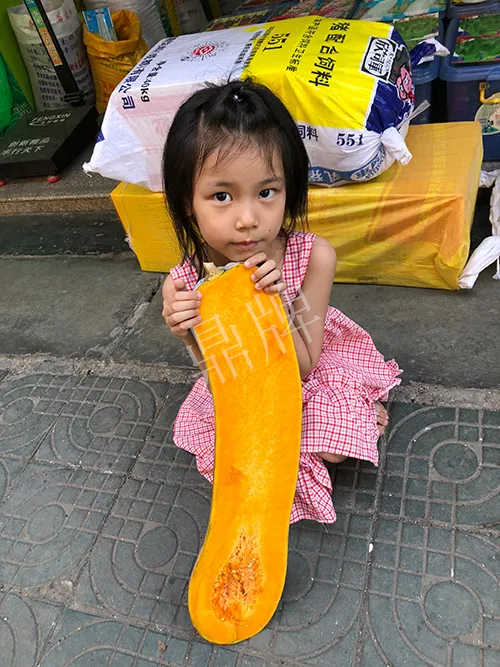 四川農(nóng)戶今年種“健美蜜本”南瓜產(chǎn)量高，品質好，感覺巴適得很