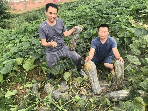 四川農(nóng)戶今年種“健美蜜本”南瓜產(chǎn)量高，品質好，感覺巴適得很