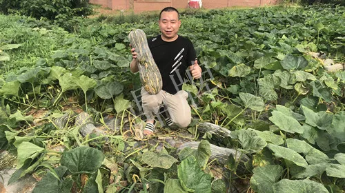 四川農(nóng)戶今年種“健美蜜本”南瓜產(chǎn)量高，品質好，感覺巴適得很