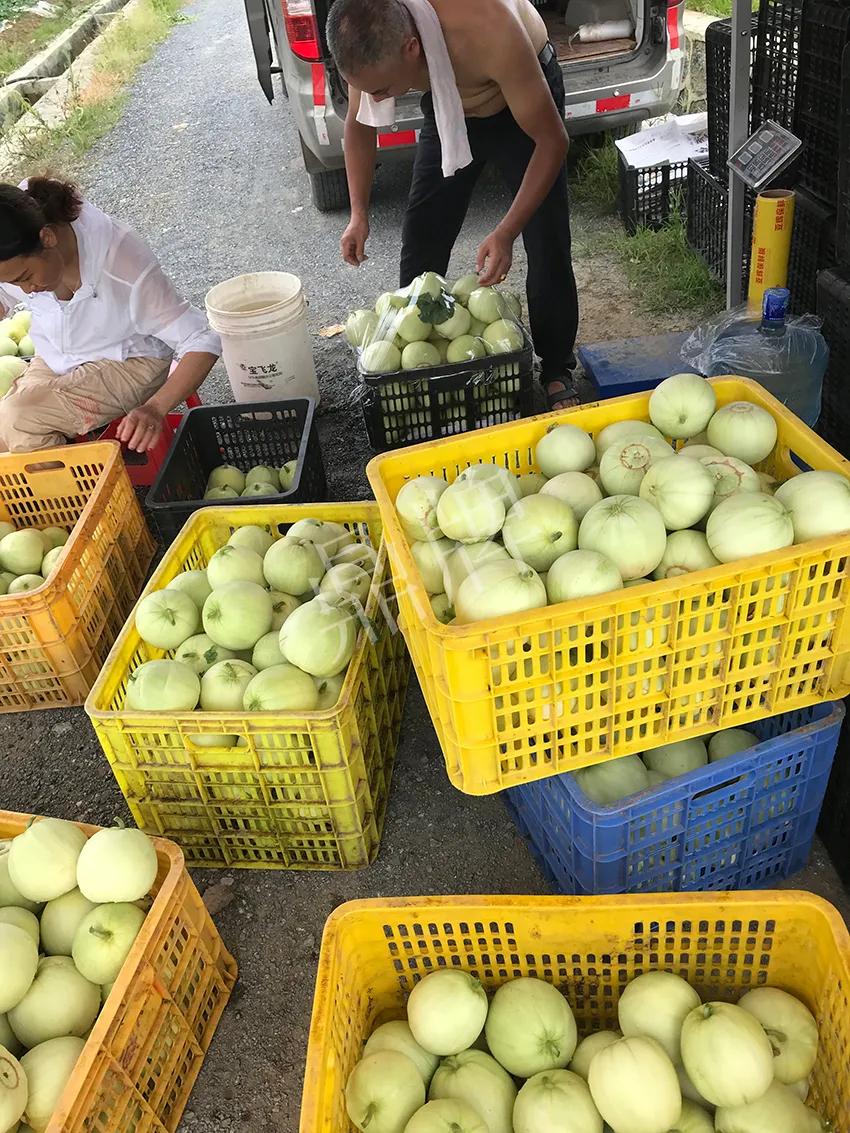 郴州農(nóng)戶種植新品種，果實又香又甜，很好賣