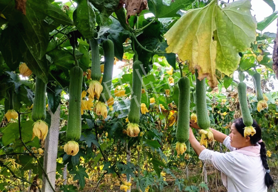 蔬菜種子種植戶客戶點評-8月，持續(xù)高溫下，這種絲瓜少見，少見！