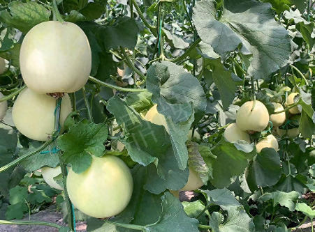 蔬菜種子種植戶客戶點評-“玉奶香2號”甜瓜，真的有那么好嗎？