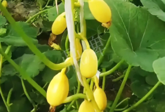 蔬菜種子種植戶客戶點評-一個特色品種種植戶的反饋，帶給大家的思考