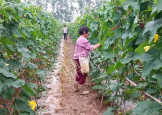 蔬菜種子種植戶客戶點(diǎn)評-85歲老奶奶，還是種植基地的領(lǐng)頭人，做的怎么樣？一起去看看…